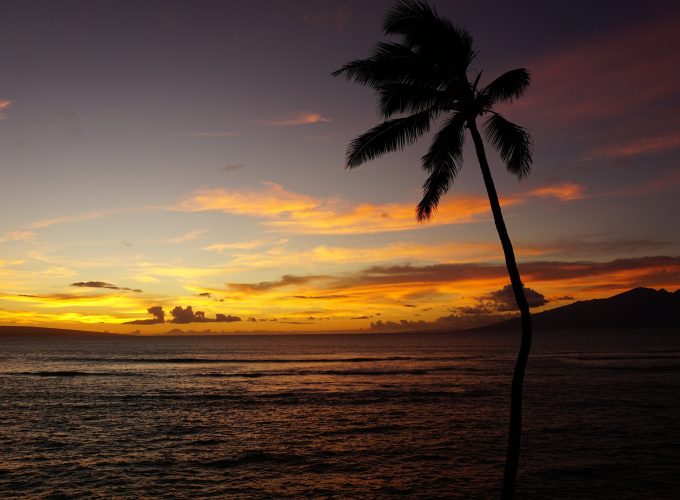 Wallpaper Maui, Hawaii, ocean, palm, sunset, 5k, Nature 8172016323